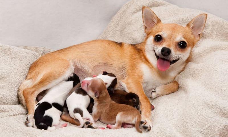 Dấu hiệu chó có thai rõ rệt ở giai đoạn giữa: bụng to và vú phát triển